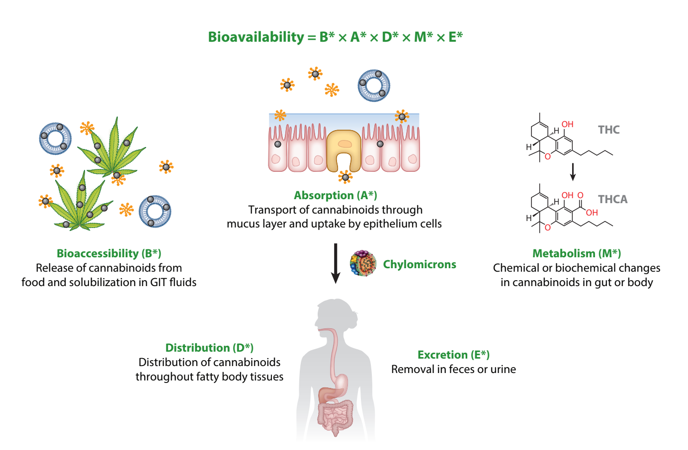 HC-Bioavailability