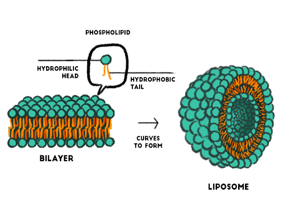 Liposome