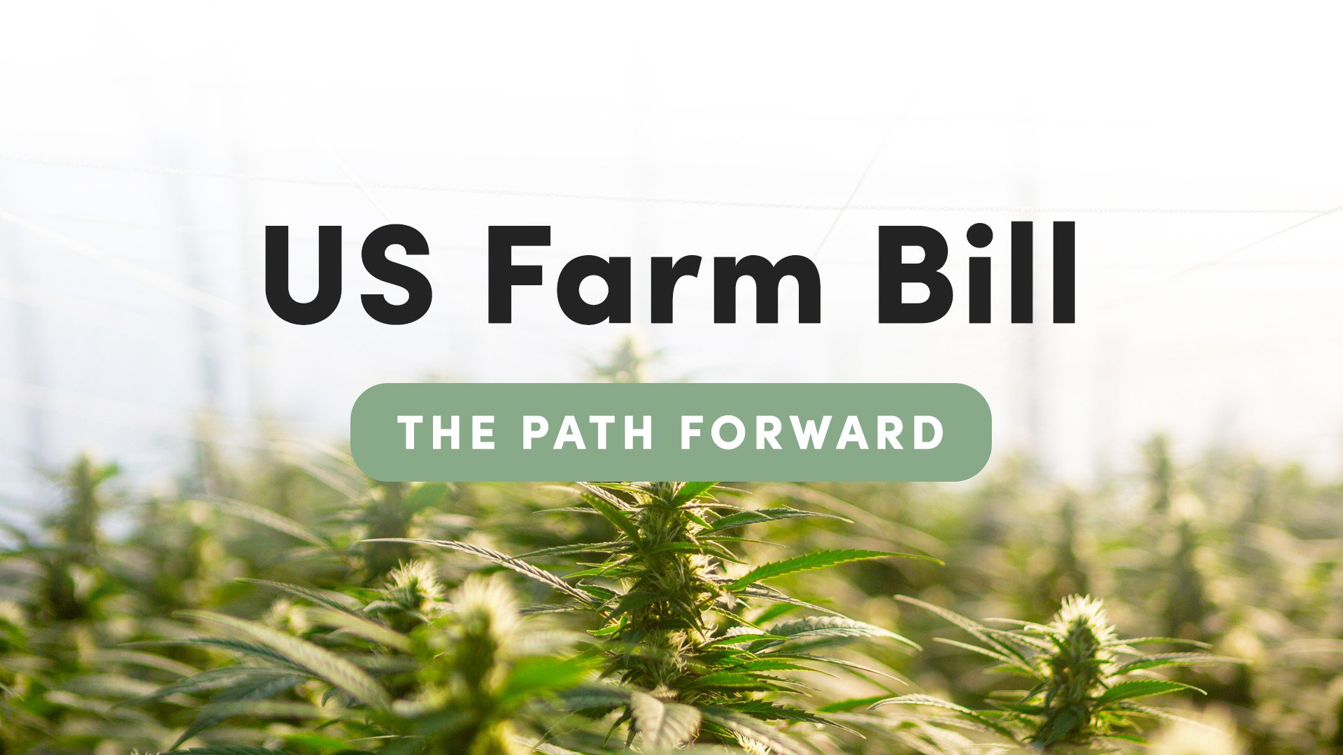 The Farm Bill & the path forward