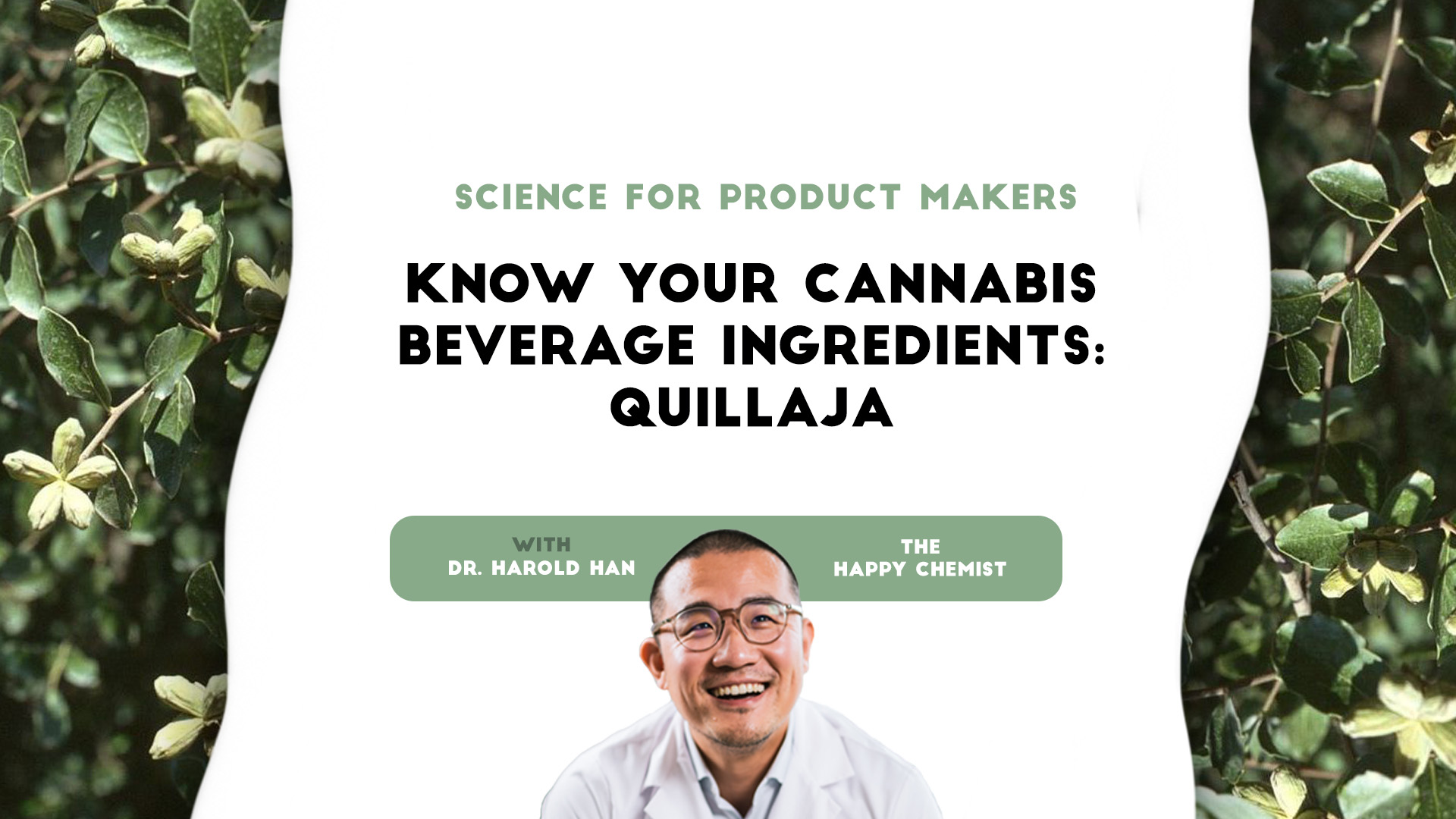 Science for product makers: Know your cannabis beverage ingredients: Quillaja