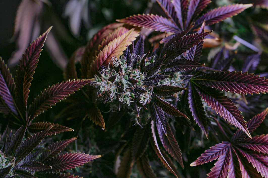 Ensuring the quality of hemp-derived D9-THC