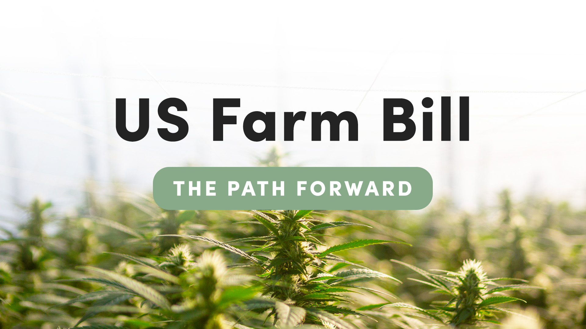 The Farm Bill & the path forward